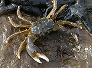 crab2-rob